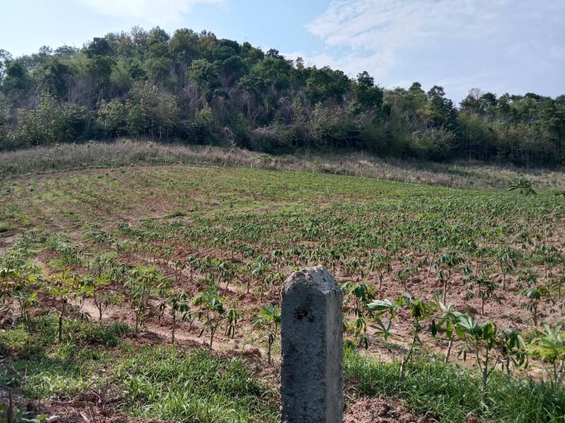 ไร่สวน 3150000 เชียงราย แม่ลาว ป่าก่อดำ